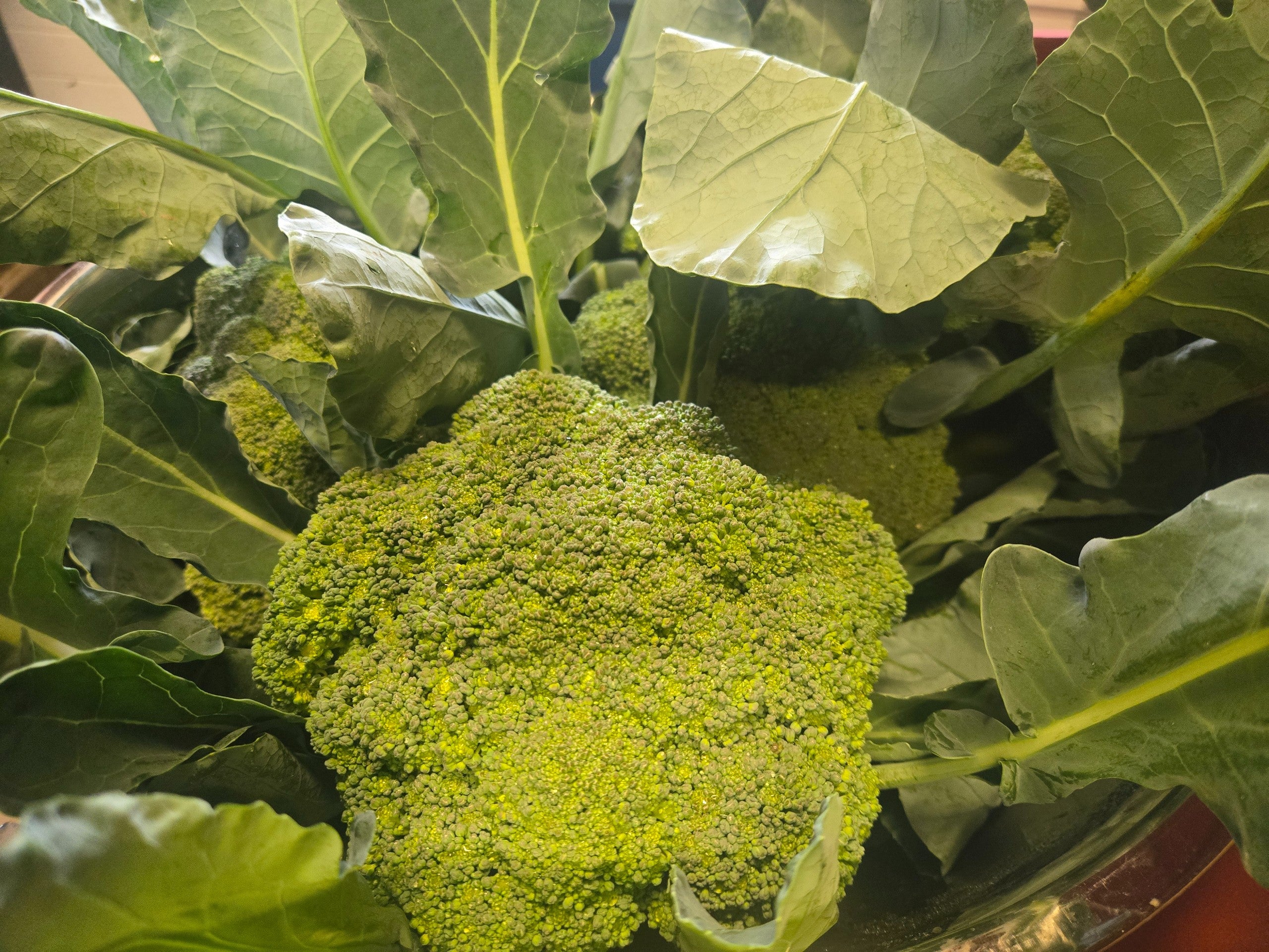 Brocoli