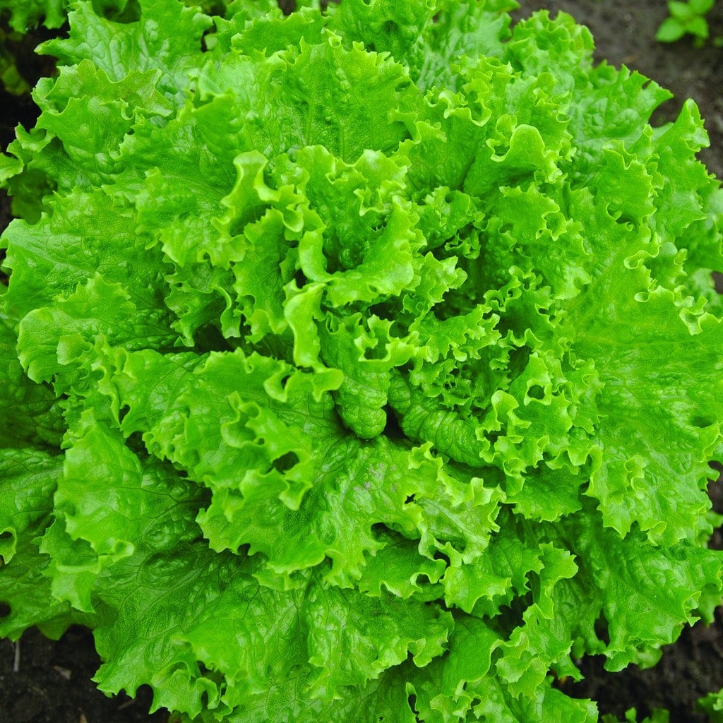 Laitue frisée verte