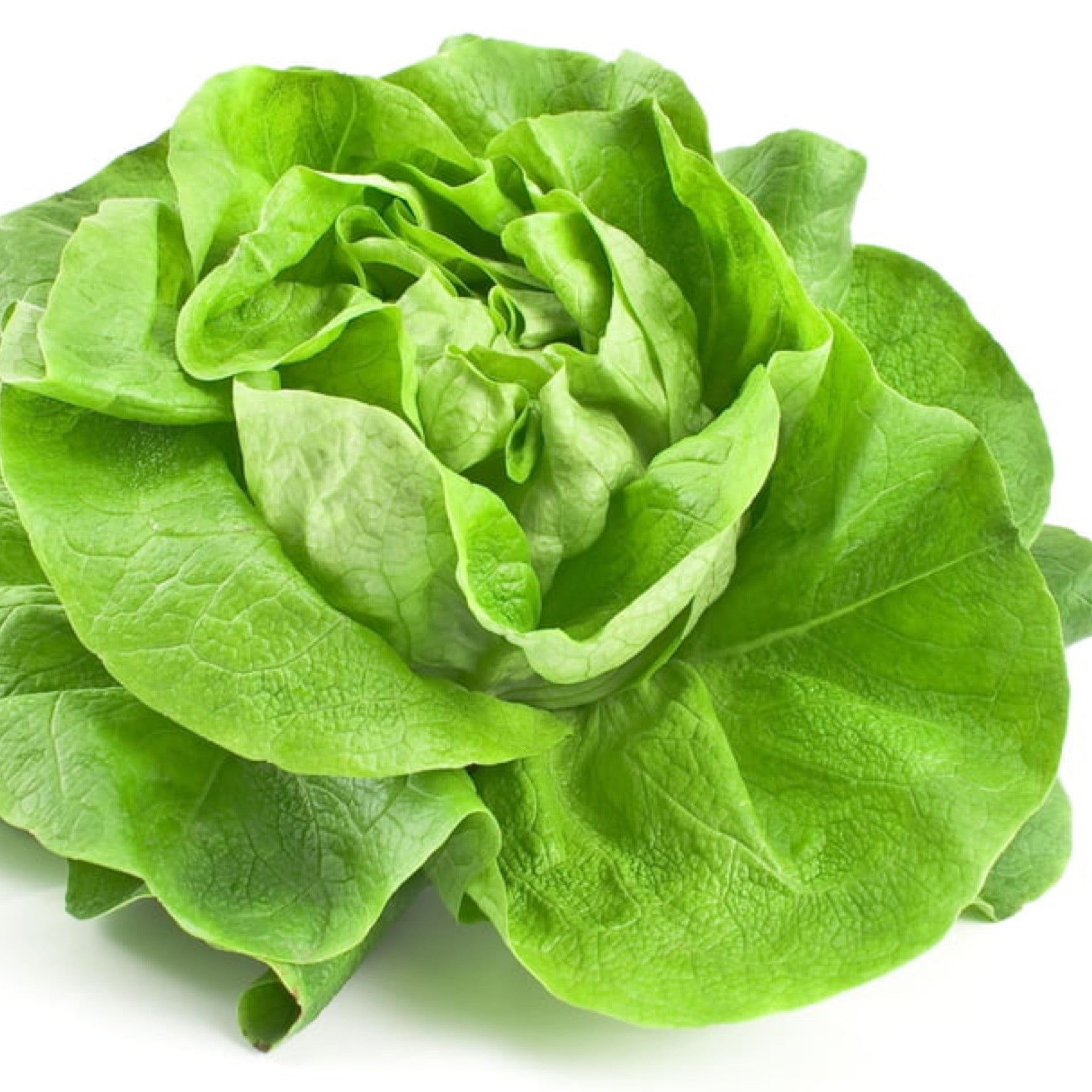 Laitue romaine