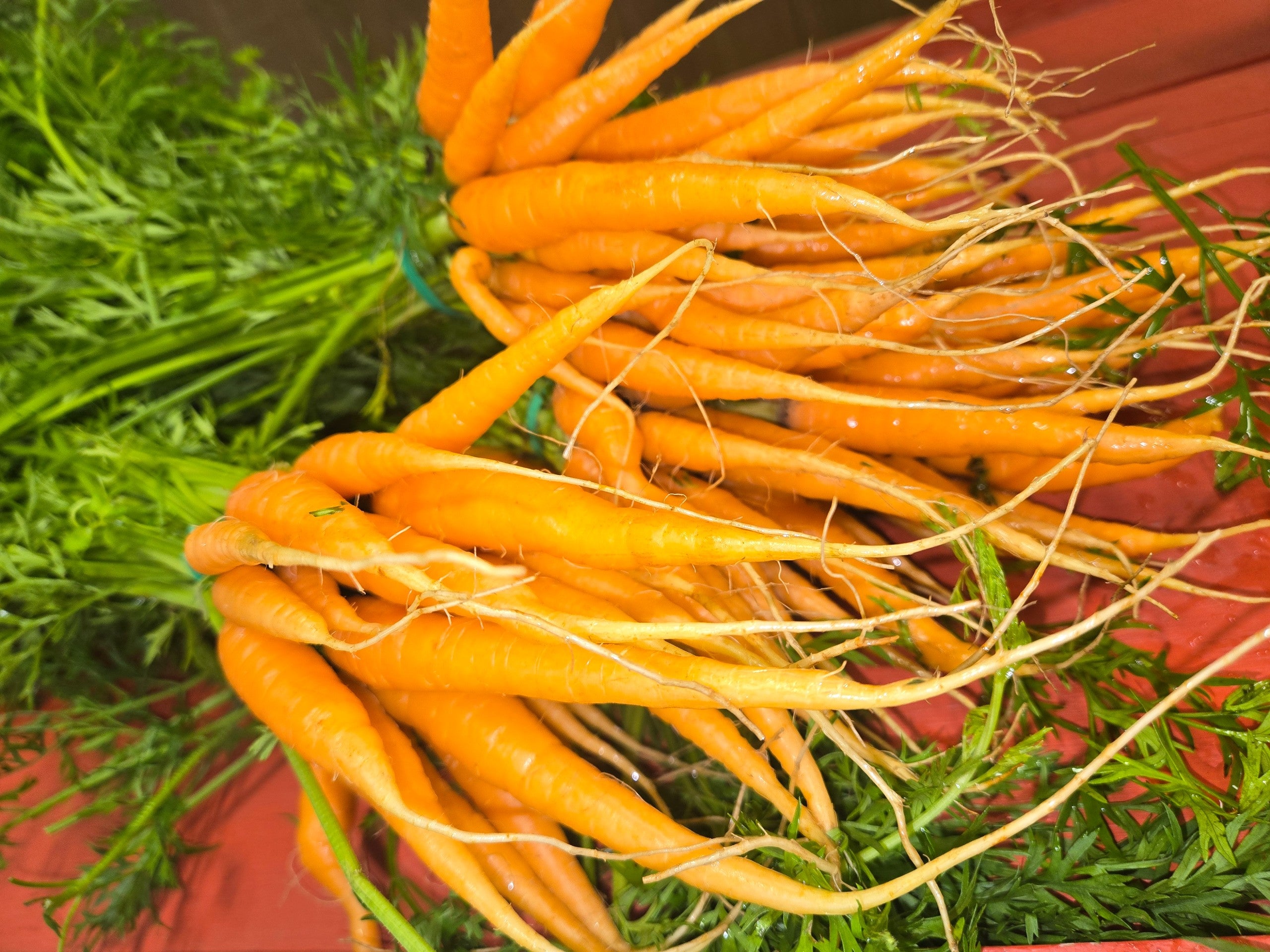 carottes en botte