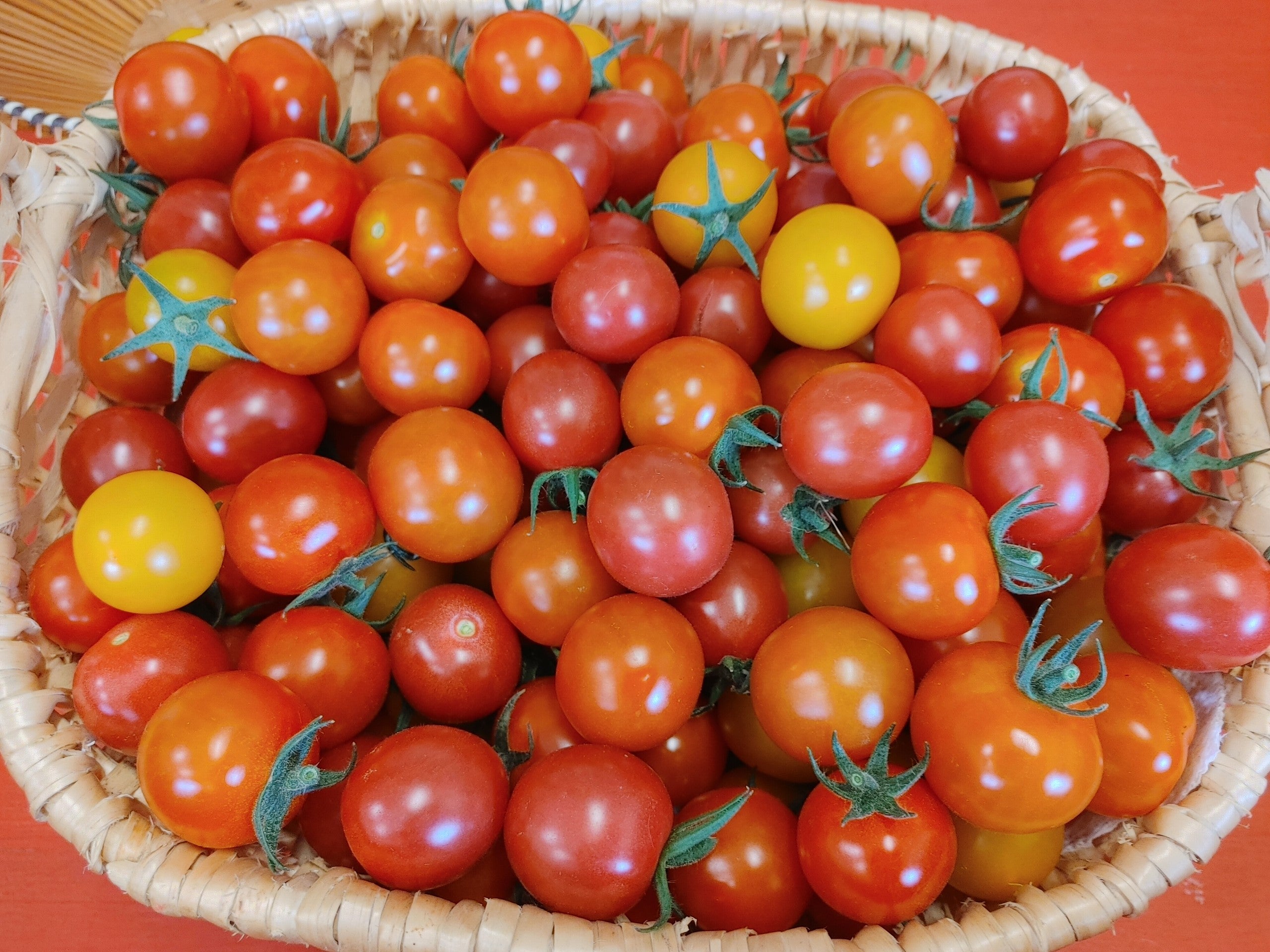 Tomates cerises mélangées